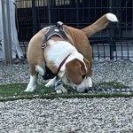 IMG_6165